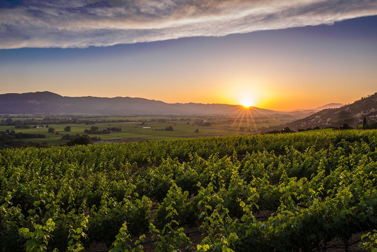 Napa Valley vineyard at sunset